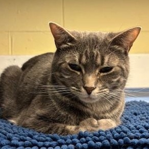Enlarge Beet – Shy Girl Ready to Bloom, a Adoptable Domestic Short Hair in Braintree, MA image 4/4