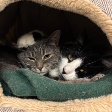 Beet – Shy Girl Ready to Bloom, Adoptable, Young Female Domestic Short Hair.