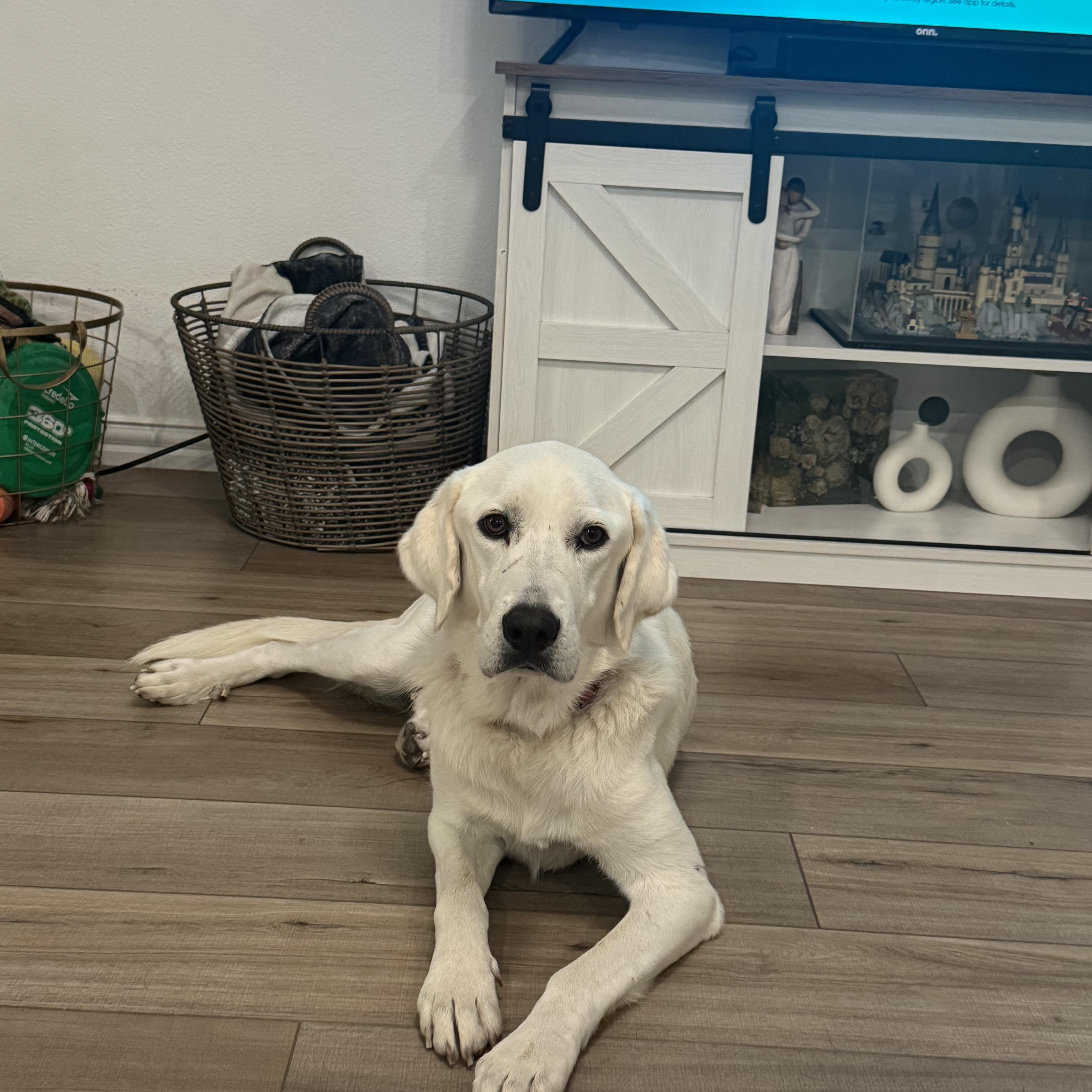 Cotton, Adoptable, Adult Female Labrador Retriever.