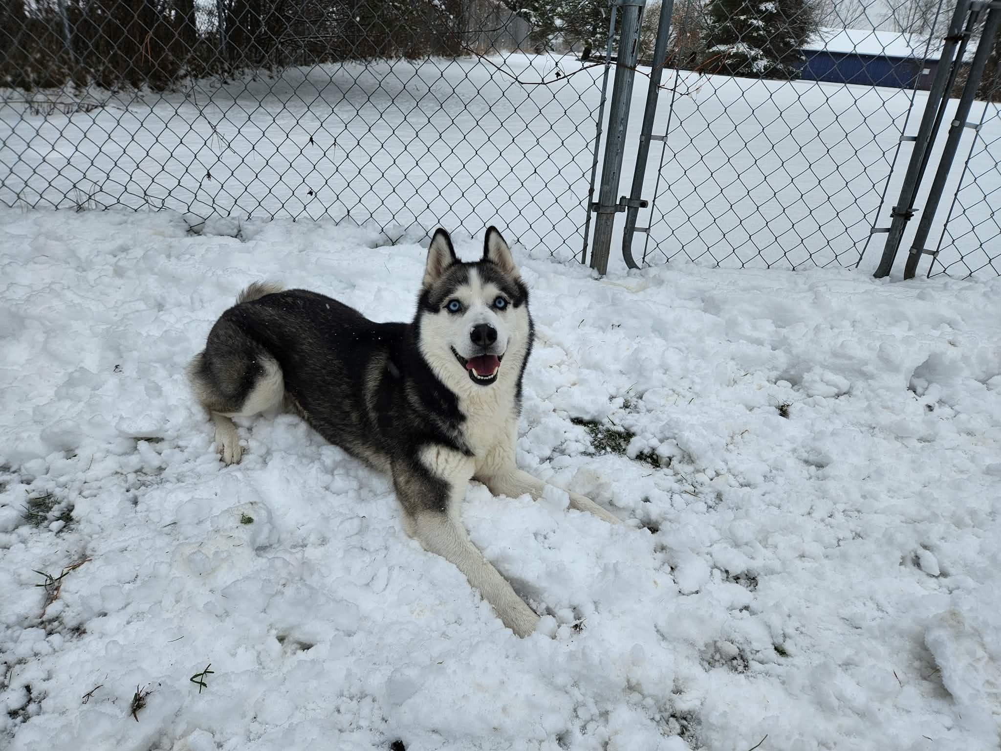 Ella, ADOPTABLE, Adult Female Siberian Husky.