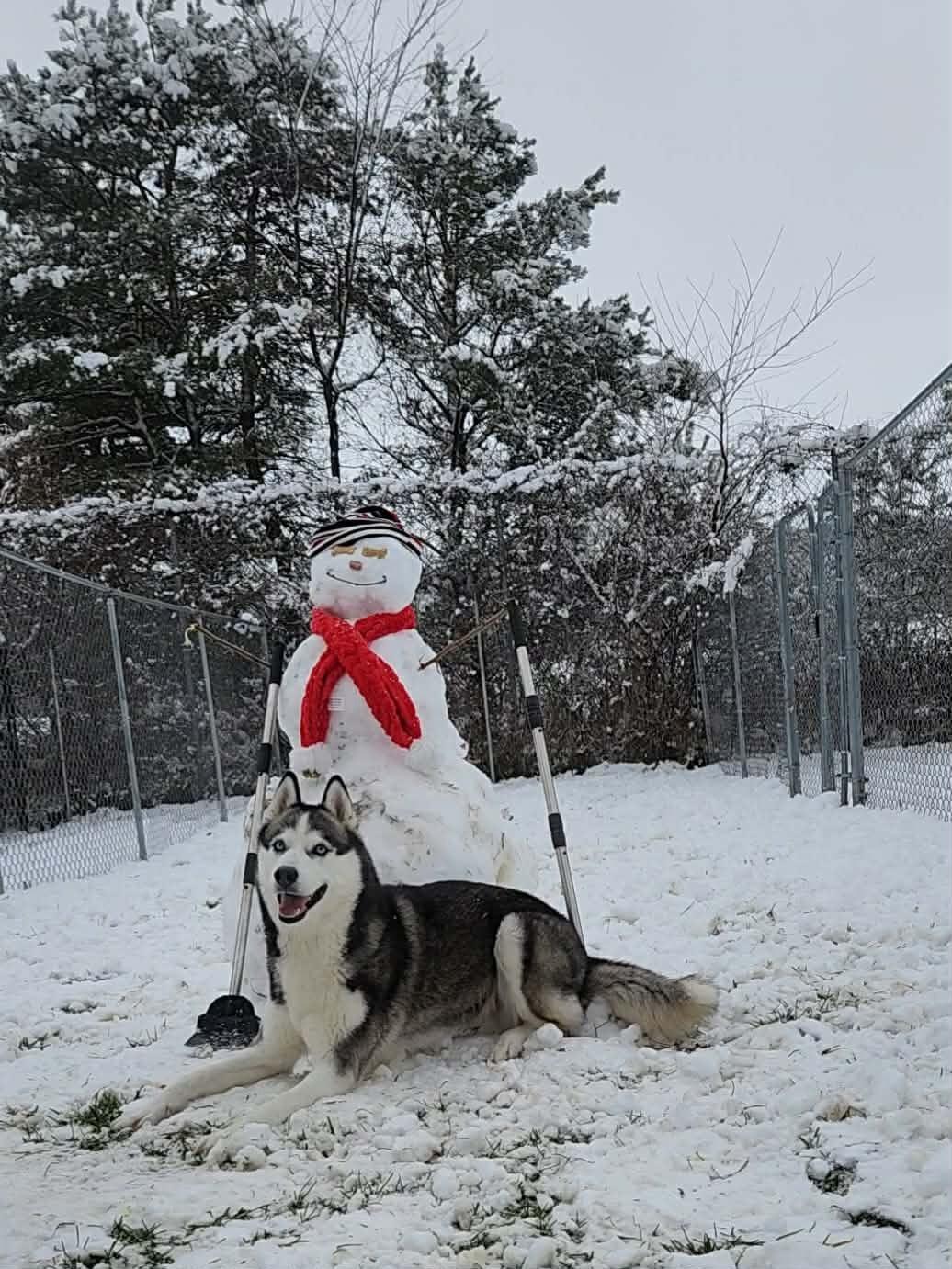 Enlarge Ella, a ADOPTABLE Siberian Husky in Caro, MI image 2/2