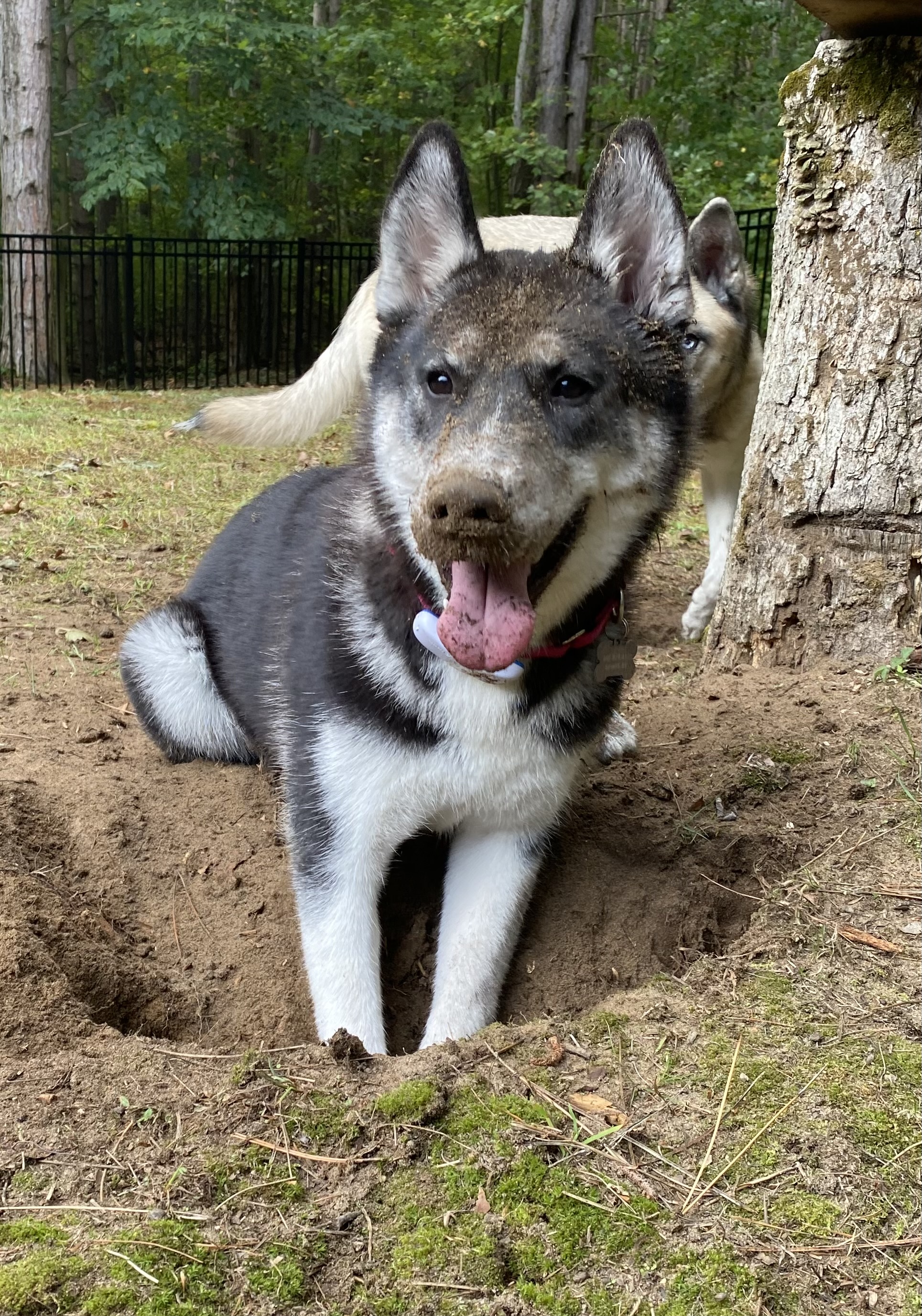 Dog for adoption Sage, a Siberian Husky in Lowell, MI Petfinder