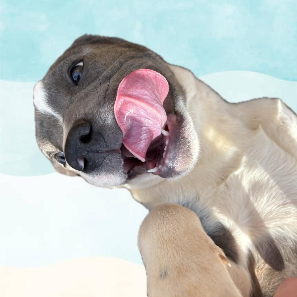 Delilah , a ADOPTABLE mixed breed in Cedar Mountain, NC image 4/6