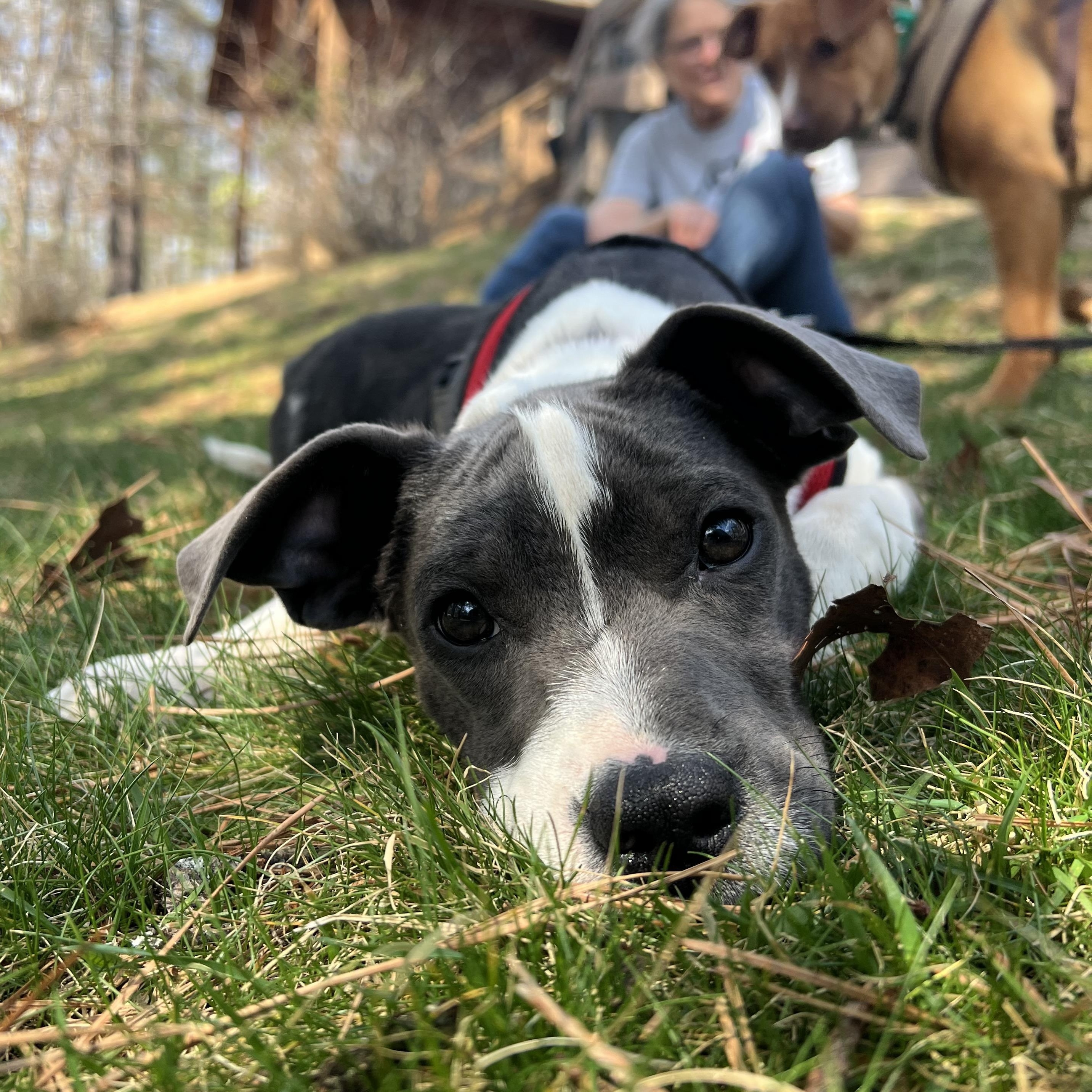 Enlarge Delilah , an adopted mixed breed in Cedar Mountain, NC image 2/6