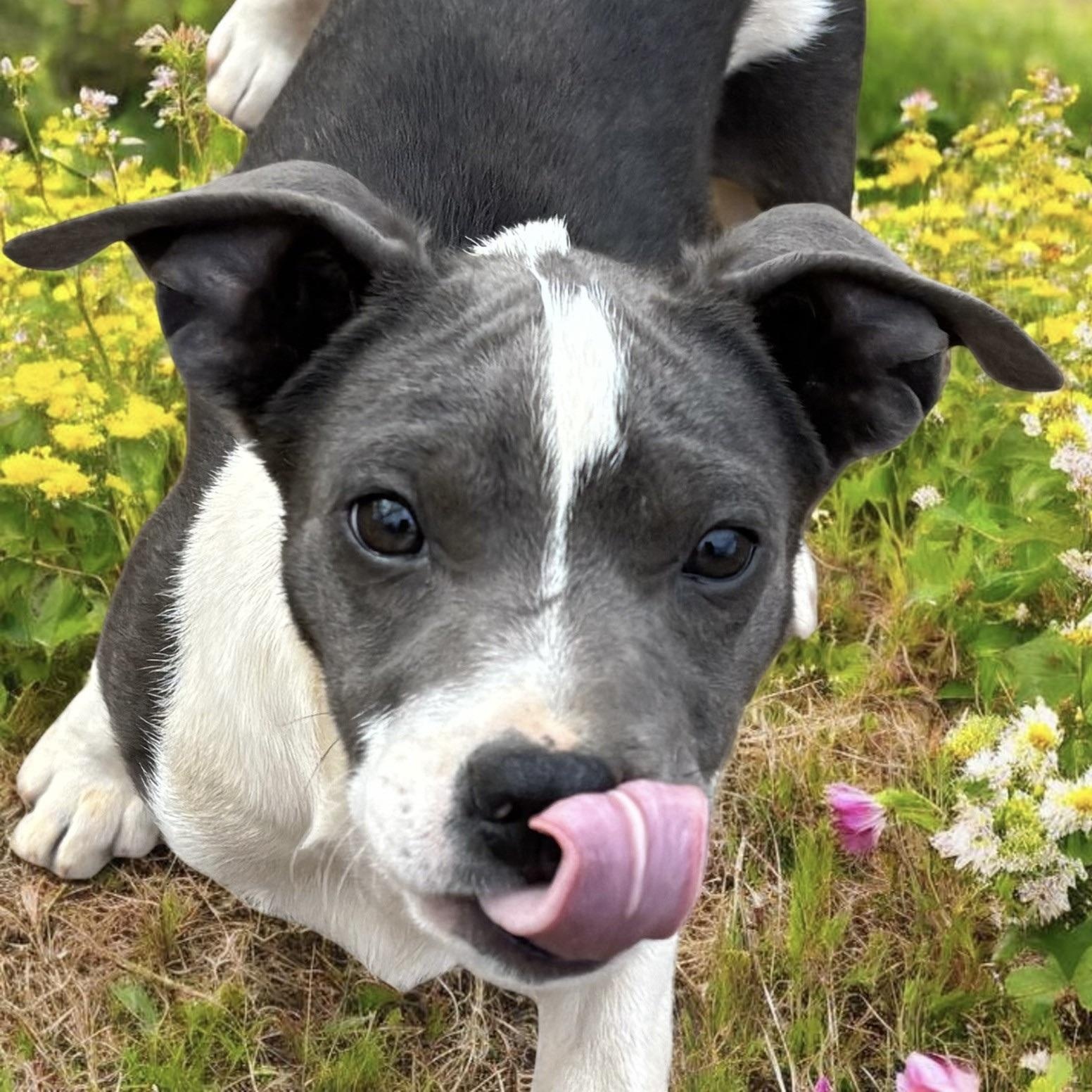 Delilah , a ADOPTABLE mixed breed in Cedar Mountain, NC image 5/6
