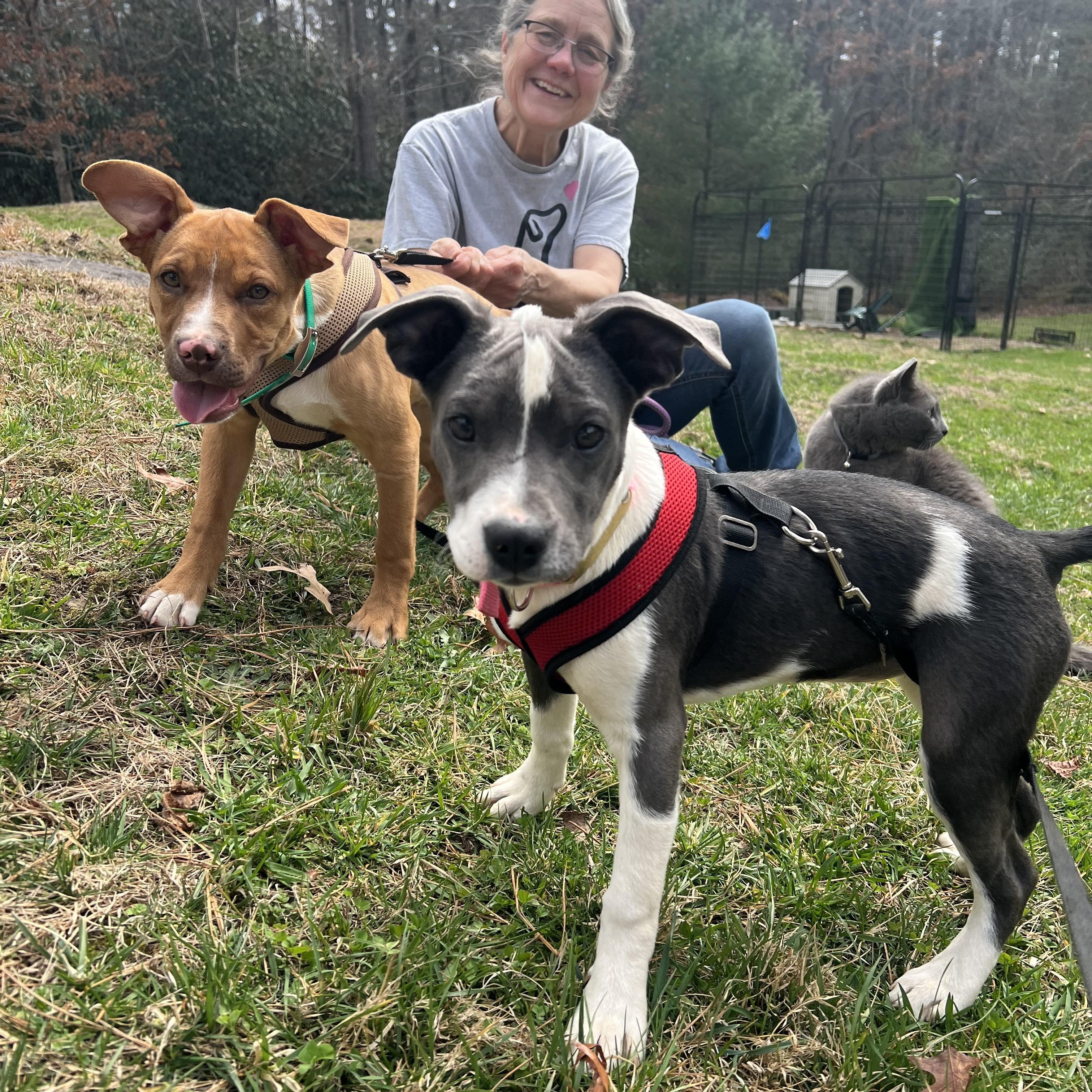 Enlarge Delilah , an adopted mixed breed in Cedar Mountain, NC image 3/6
