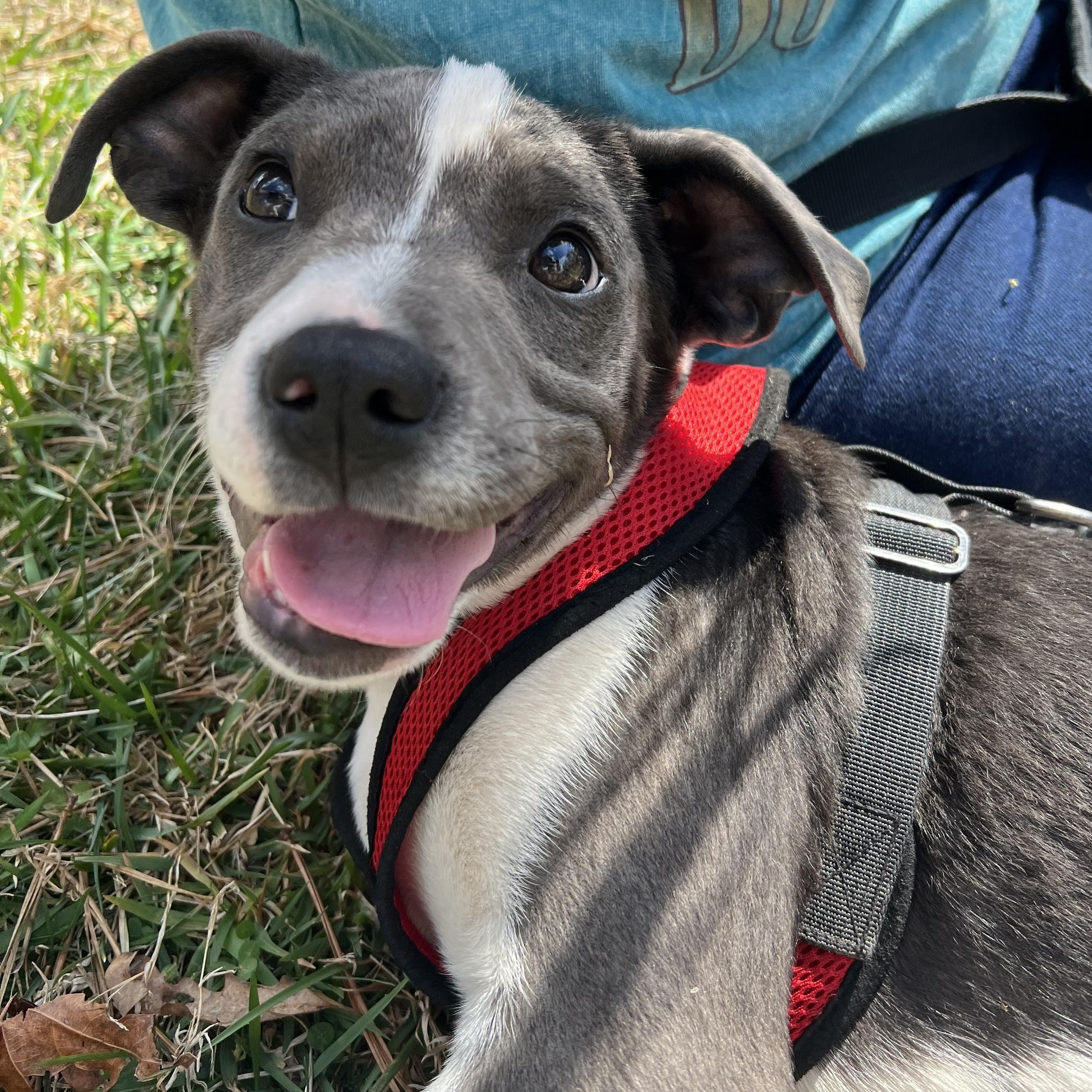 Enlarge Delilah , an adopted mixed breed in Cedar Mountain, NC image 6/6