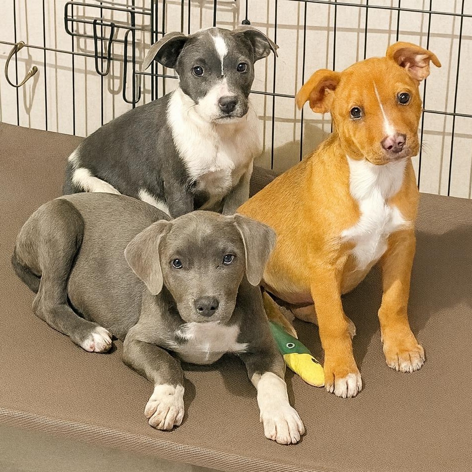 Delilah , a ADOPTABLE mixed breed in Cedar Mountain, NC image 6/6