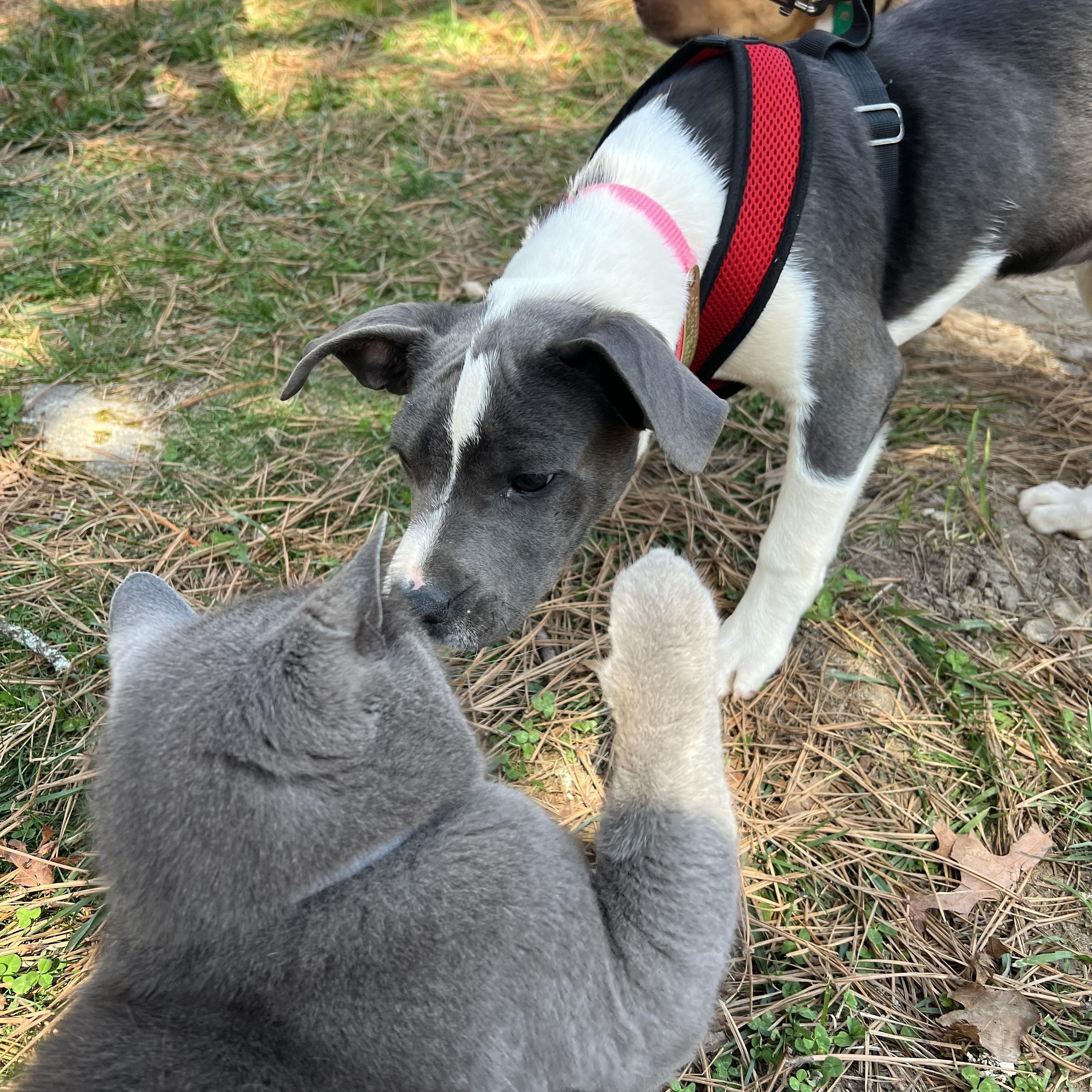 Enlarge Delilah , an adopted mixed breed in Cedar Mountain, NC image 5/6