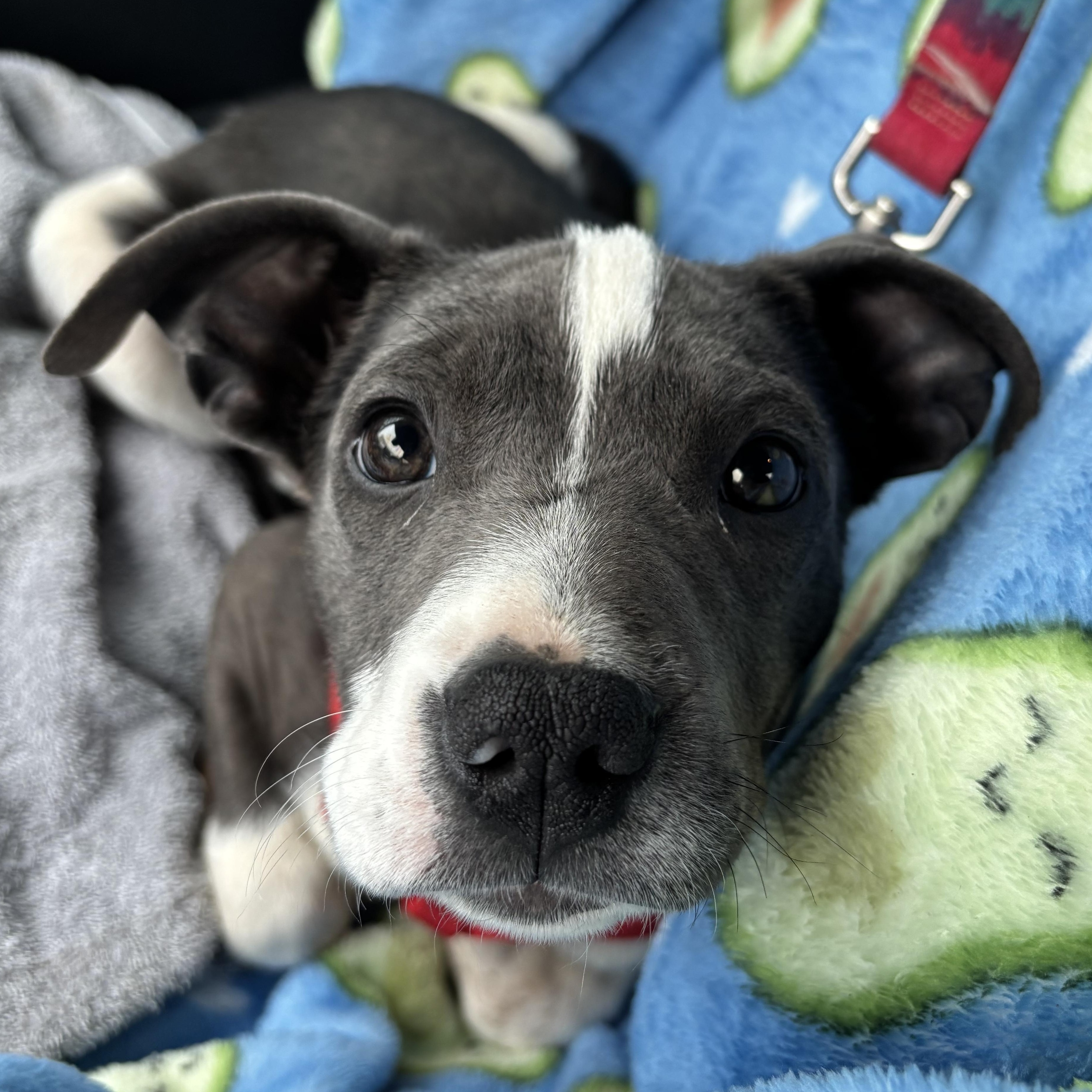 Delilah , ADOPTABLE, Puppy Female Pit Bull Terrier.