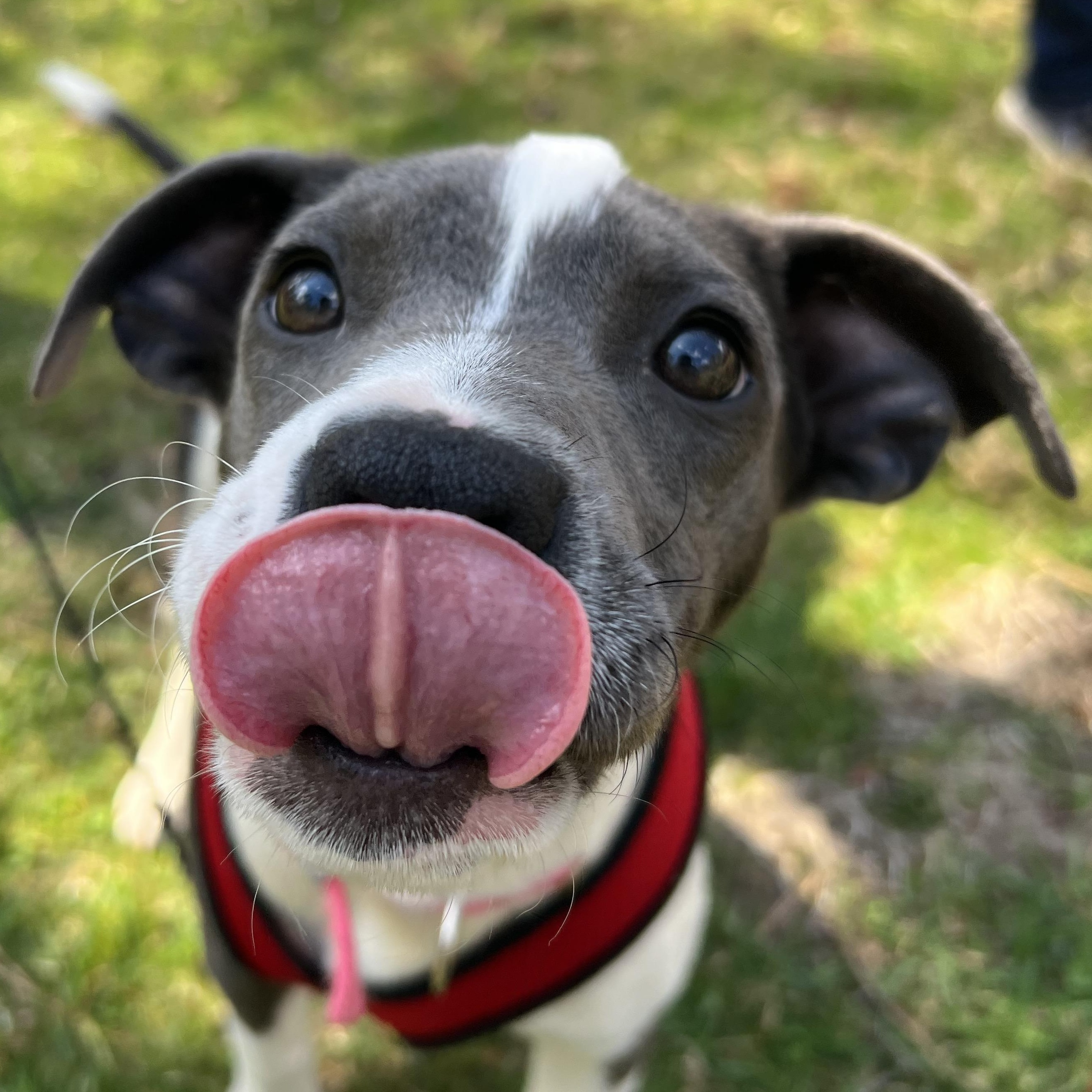 Enlarge Delilah , an adopted mixed breed in Cedar Mountain, NC image 4/6