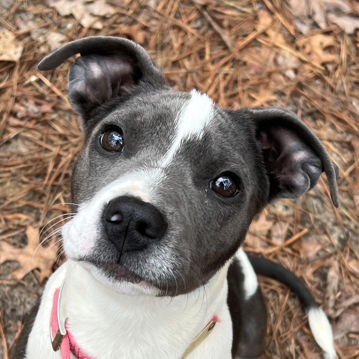 Delilah , adopted, Puppy Female Pit Bull Terrier.