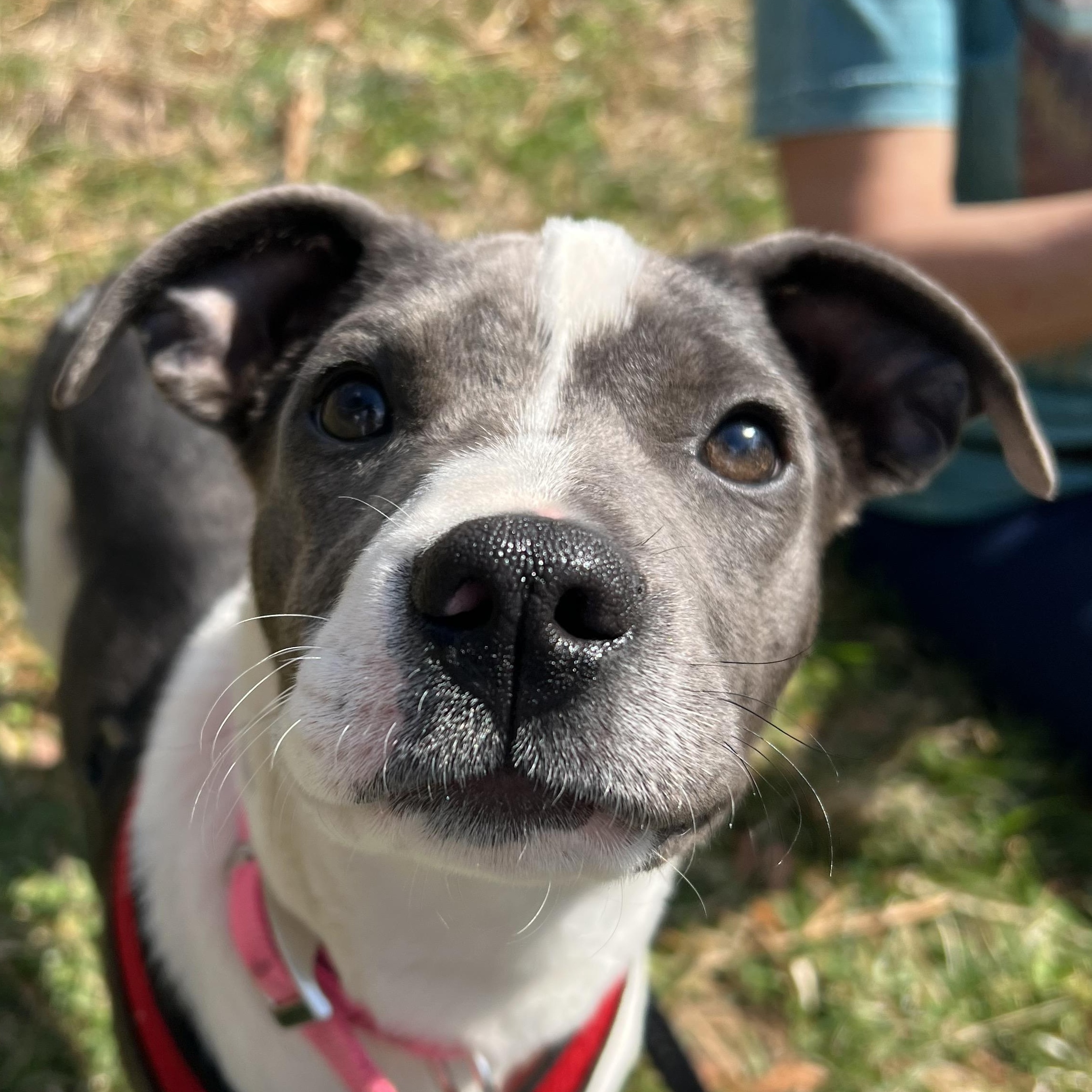 Delilah , ADOPTABLE, Puppy Female Pit Bull Terrier.