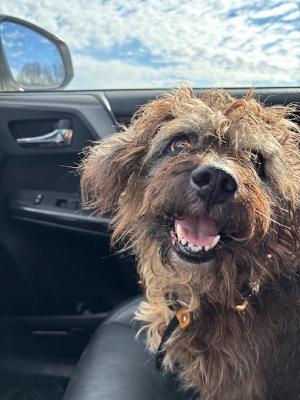 Enlarge Larry, a ADOPTABLE mixed breed in Fort Wayne, IN image 4/4