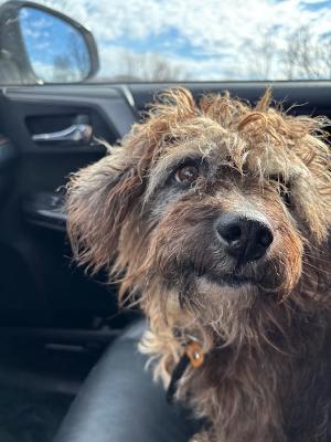 Enlarge Larry, a ADOPTABLE mixed breed in Fort Wayne, IN image 2/4