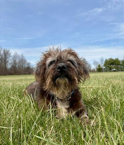 Enlarge Larry, a ADOPTABLE mixed breed in Fort Wayne, IN image 3/4