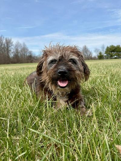 Enlarge Larry, a ADOPTABLE mixed breed in Fort Wayne, IN image 1/4