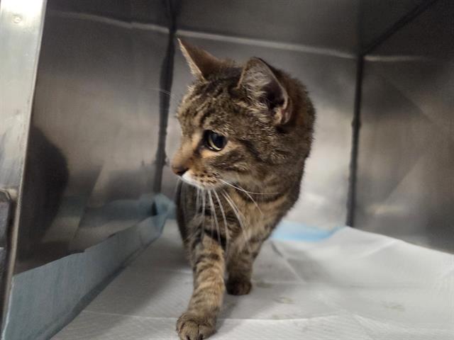 MAUI, Adoptable, Senior Female Domestic Short Hair.