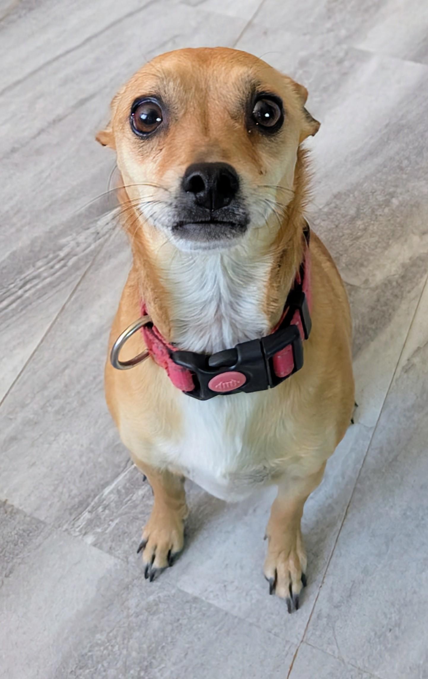 Enlarge kehlani , a ADOPTABLE mixed breed in Saint David, AZ image 3/6