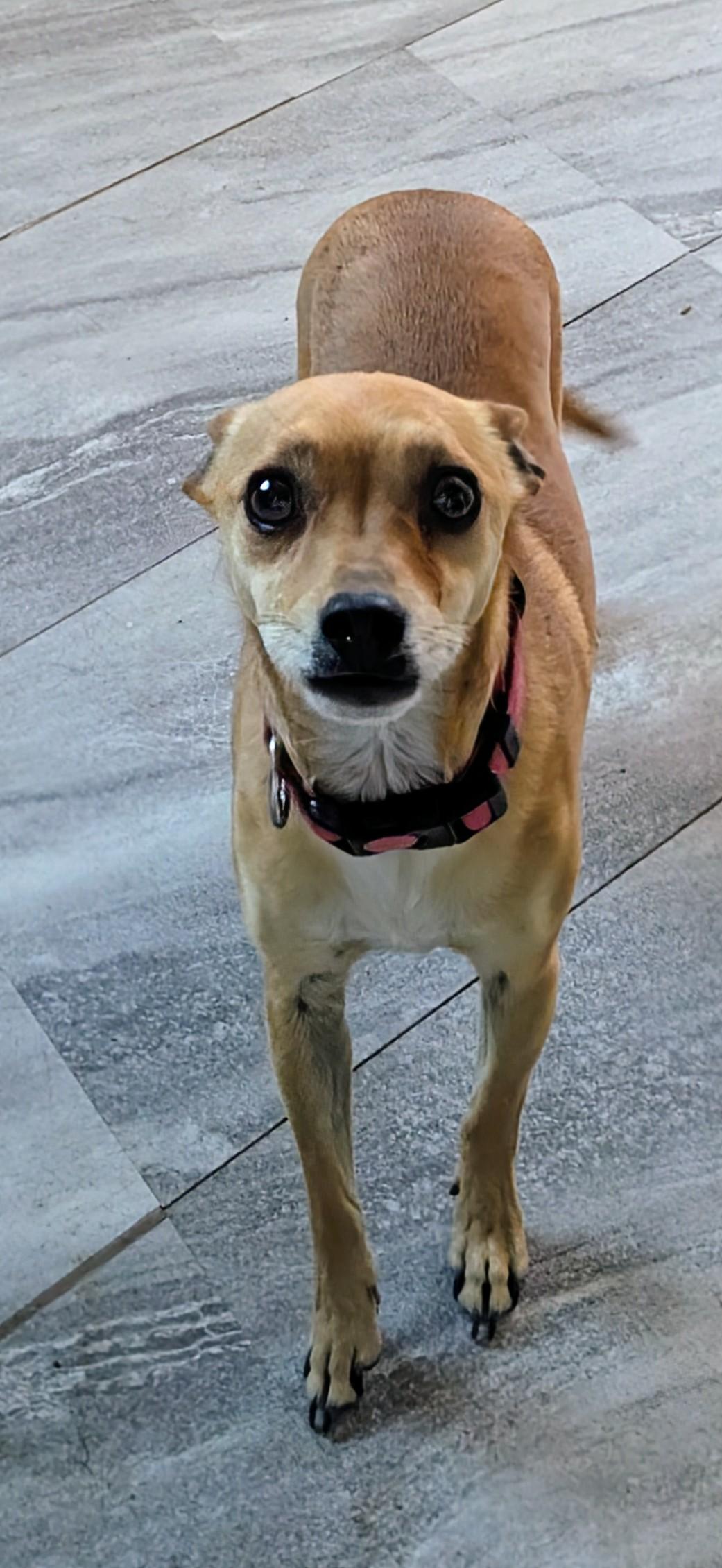 Enlarge kehlani , a ADOPTABLE mixed breed in Saint David, AZ image 5/6