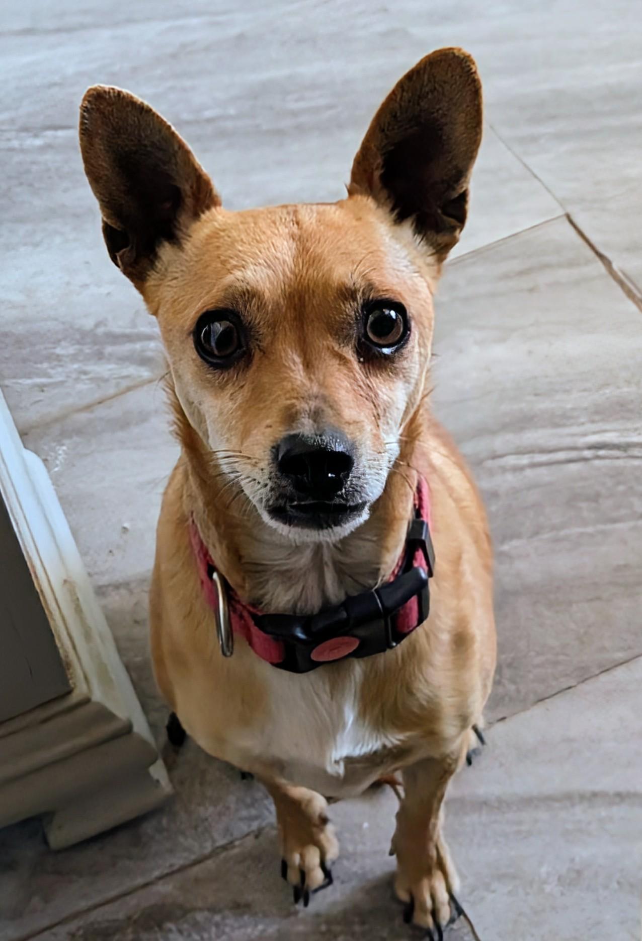 Enlarge kehlani , a ADOPTABLE mixed breed in Saint David, AZ image 2/6