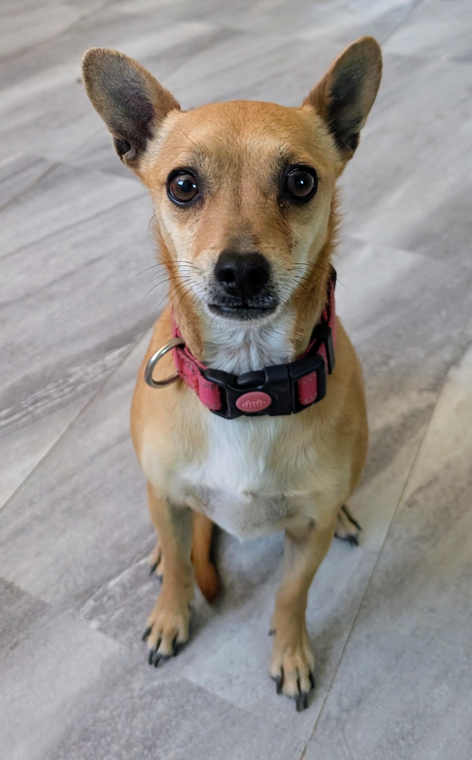 Enlarge kehlani , a ADOPTABLE mixed breed in Saint David, AZ image 4/6