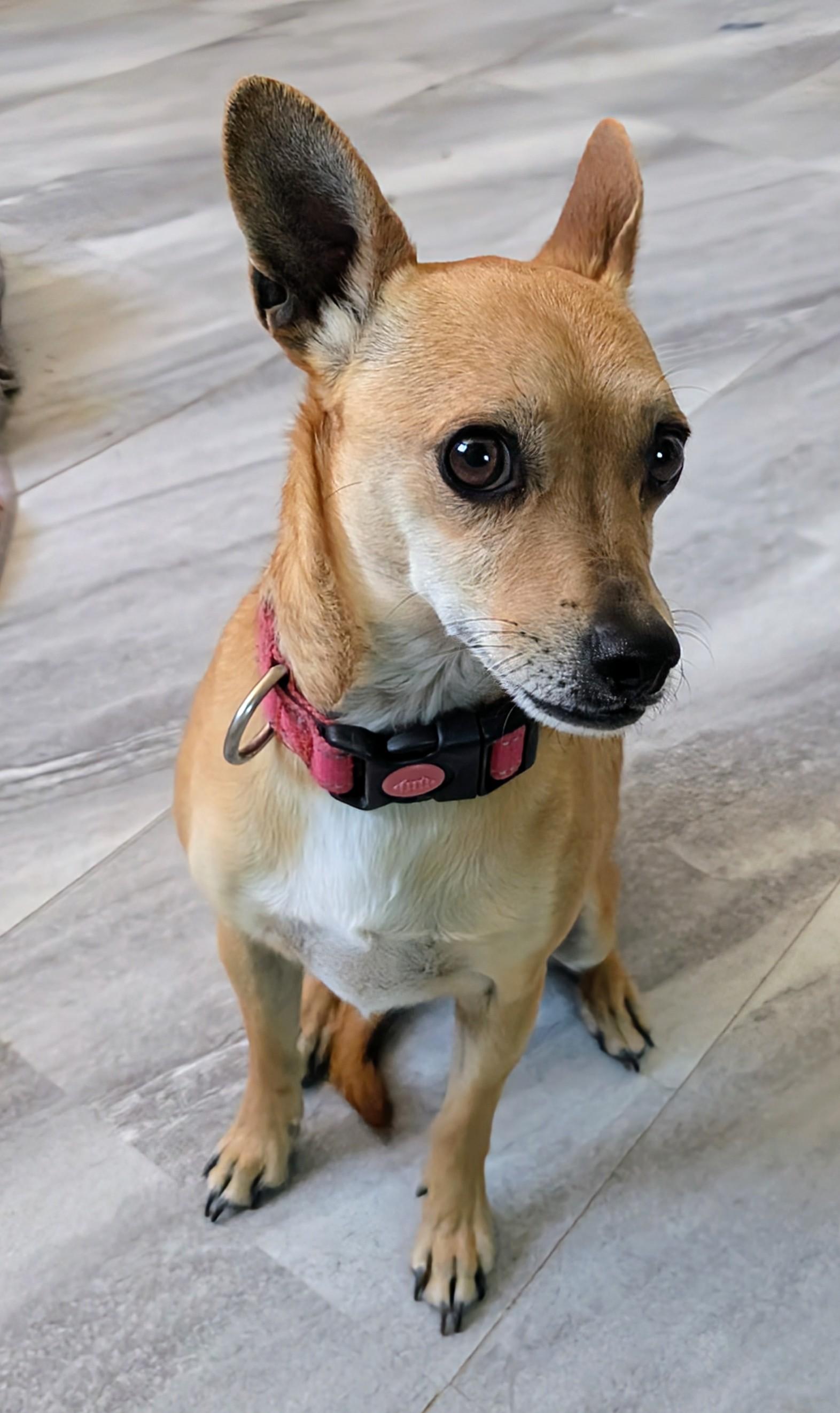 Enlarge kehlani , a ADOPTABLE mixed breed in Saint David, AZ image 6/6