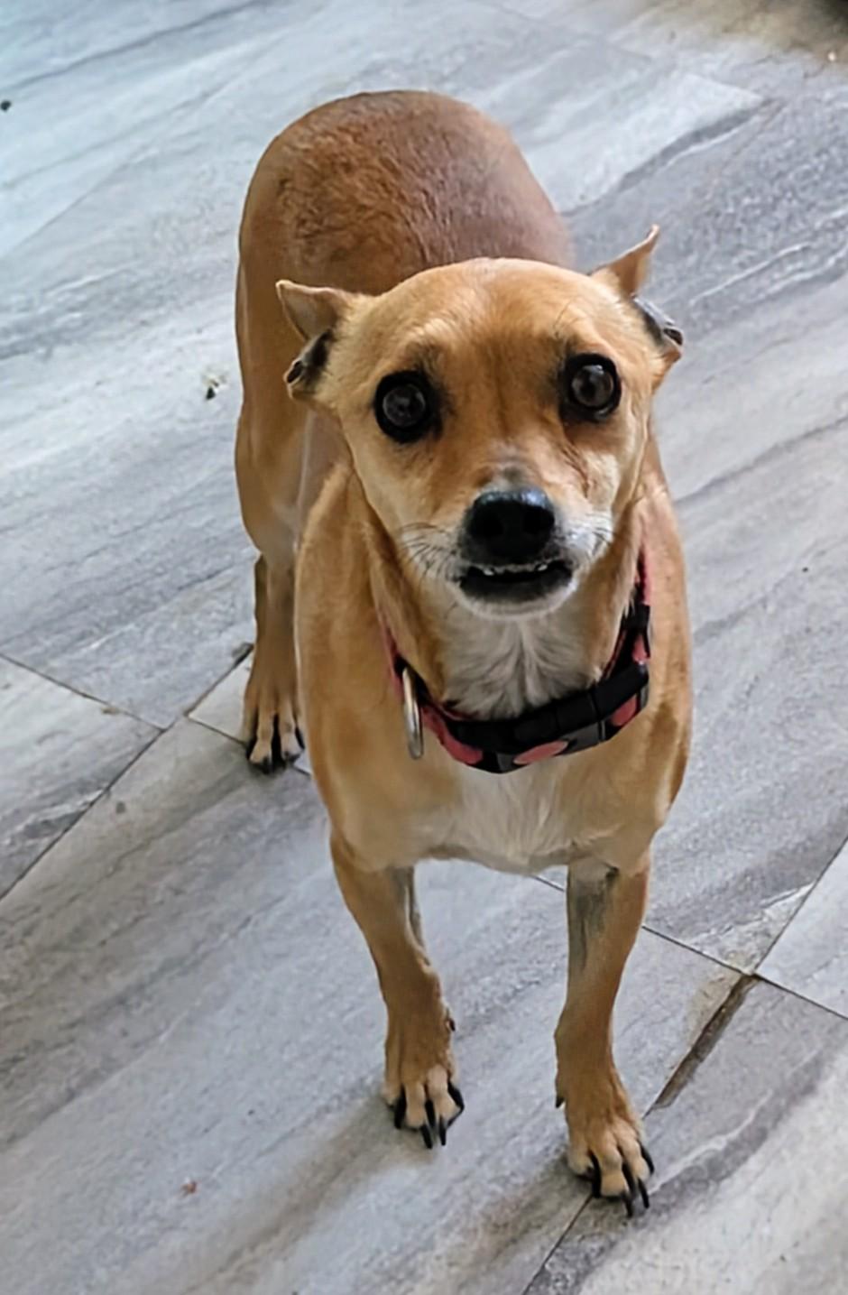 kehlani , ADOPTABLE, Adult Male Chihuahua.