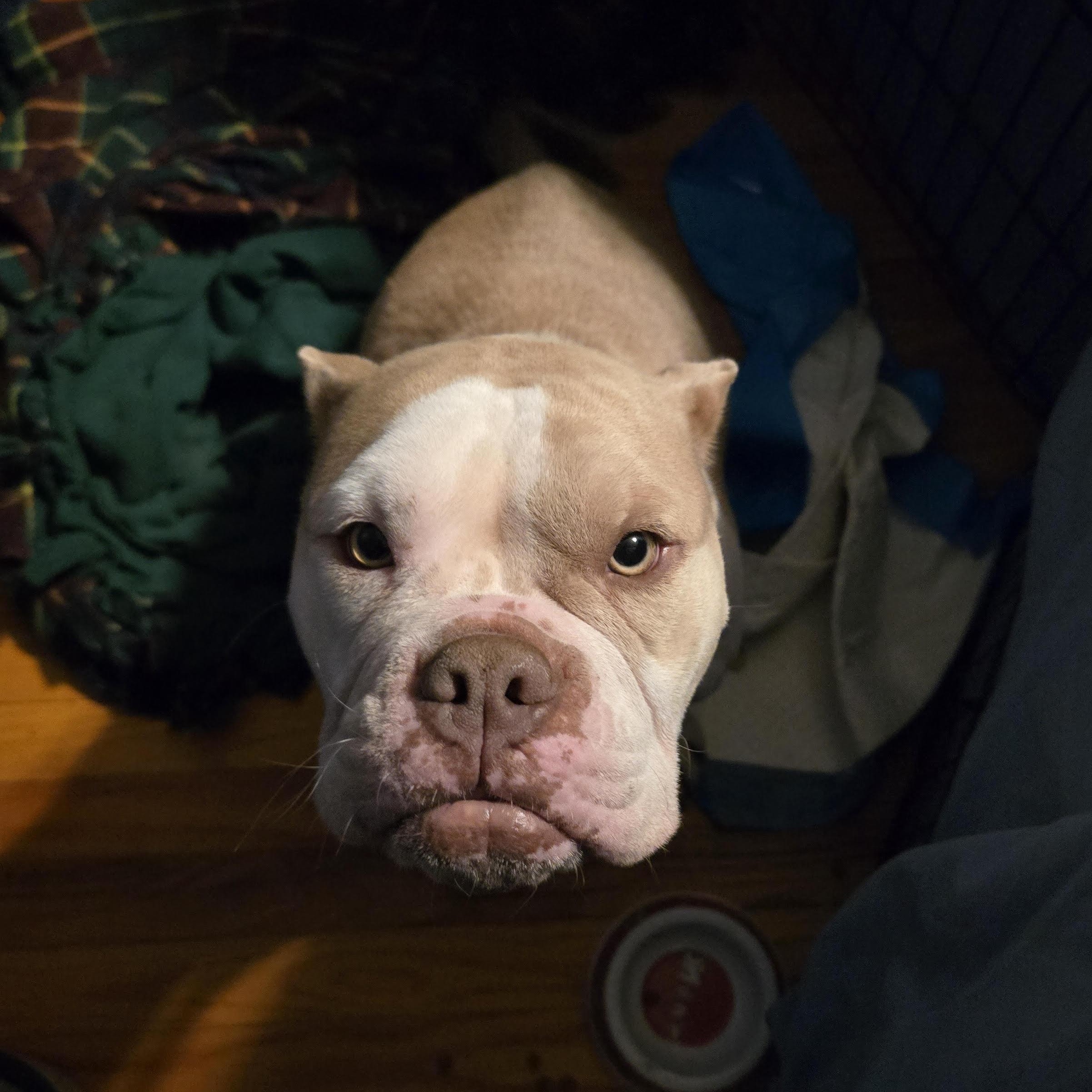 Morgana, ADOPTABLE, Young Female Bulldog.