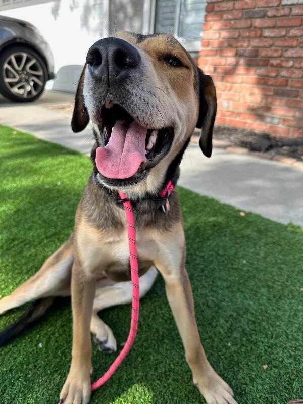 Bonnie, Adoptable, Adult Female German Shepherd Dog.