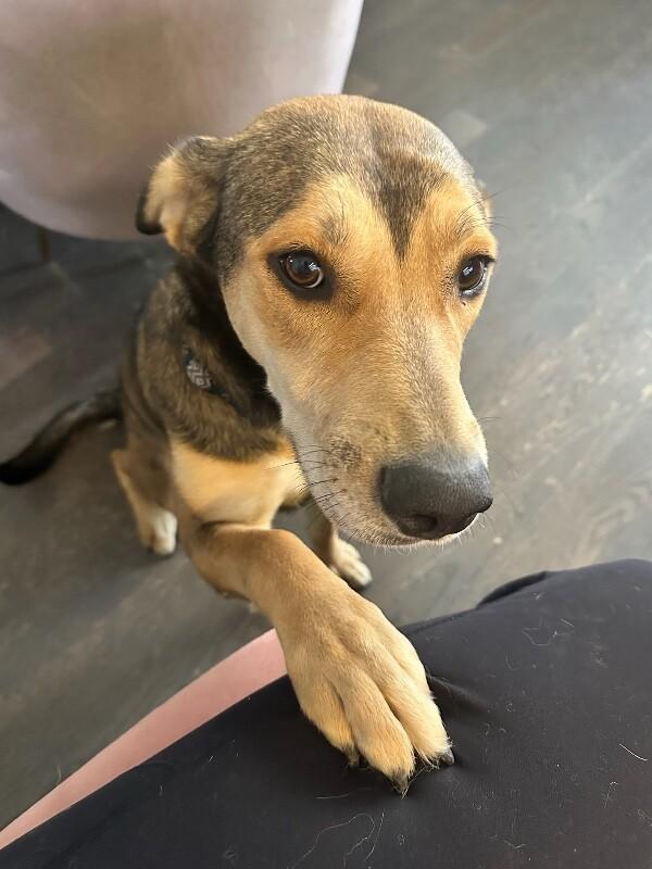 Enlarge Bonnie, a Adoptable German Shepherd Dog in Manhattan Beach, CA image 2/6