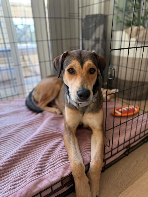 Enlarge Bonnie, a Adoptable German Shepherd Dog in Manhattan Beach, CA image 3/6