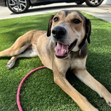 Enlarge Bonnie, a Adoptable German Shepherd Dog in Manhattan Beach, CA image 4/6