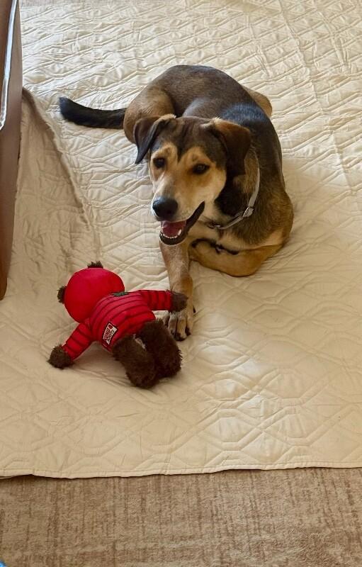 Enlarge Bonnie, a Adoptable German Shepherd Dog in Manhattan Beach, CA image 4/6