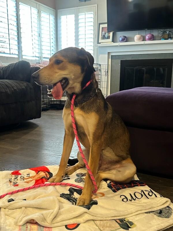 Enlarge Bonnie, a Adoptable German Shepherd Dog in Manhattan Beach, CA image 5/6