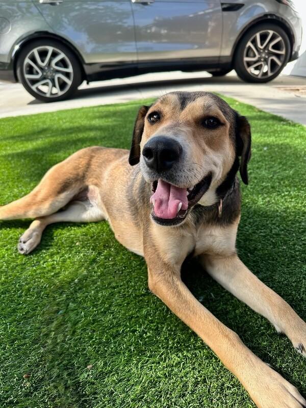 Enlarge Bonnie, a Adoptable German Shepherd Dog in Manhattan Beach, CA image 6/6