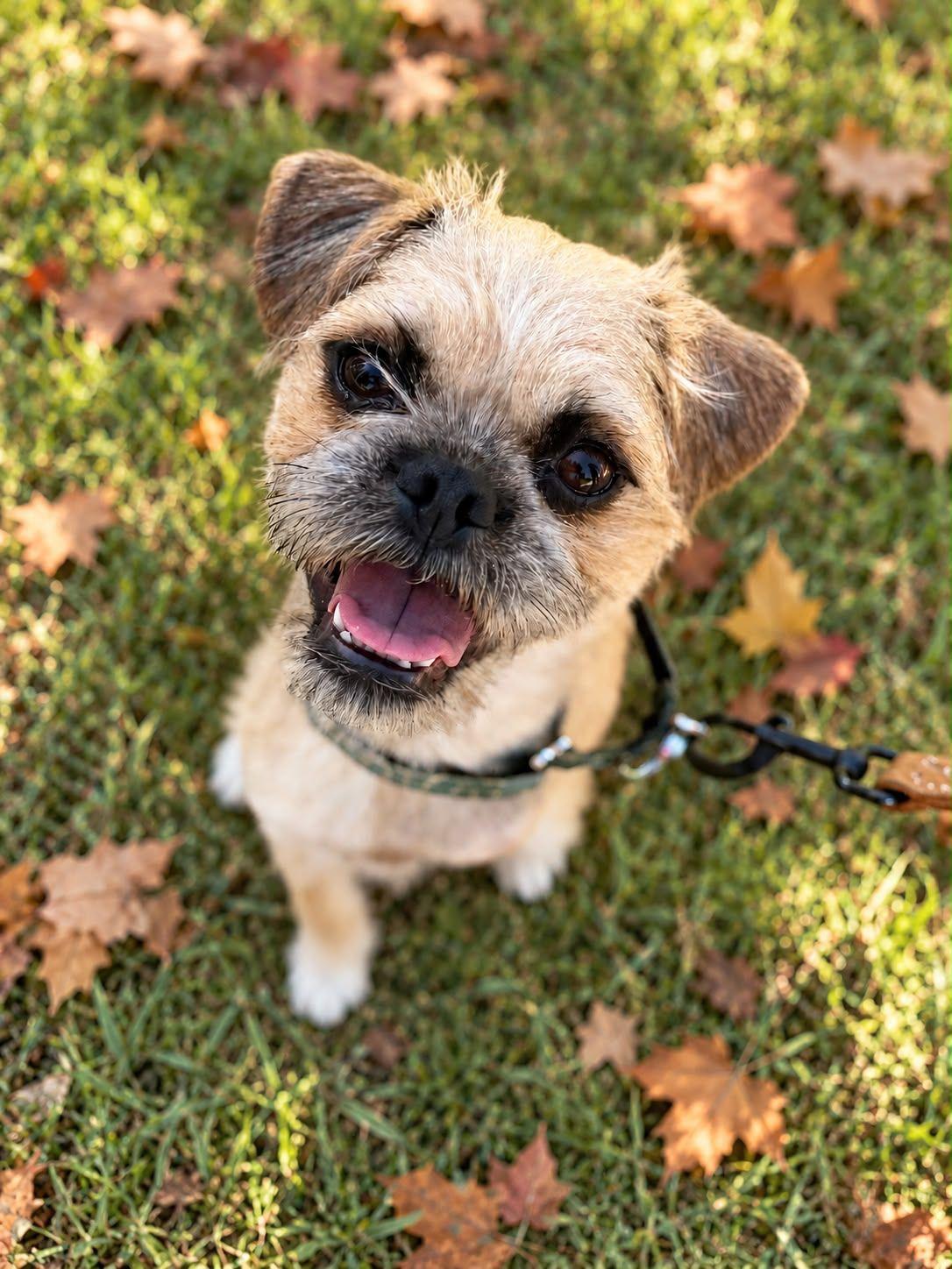 Enlarge Gucci, a Adoptable Brussels Griffon in Los Angeles, CA image 5/6