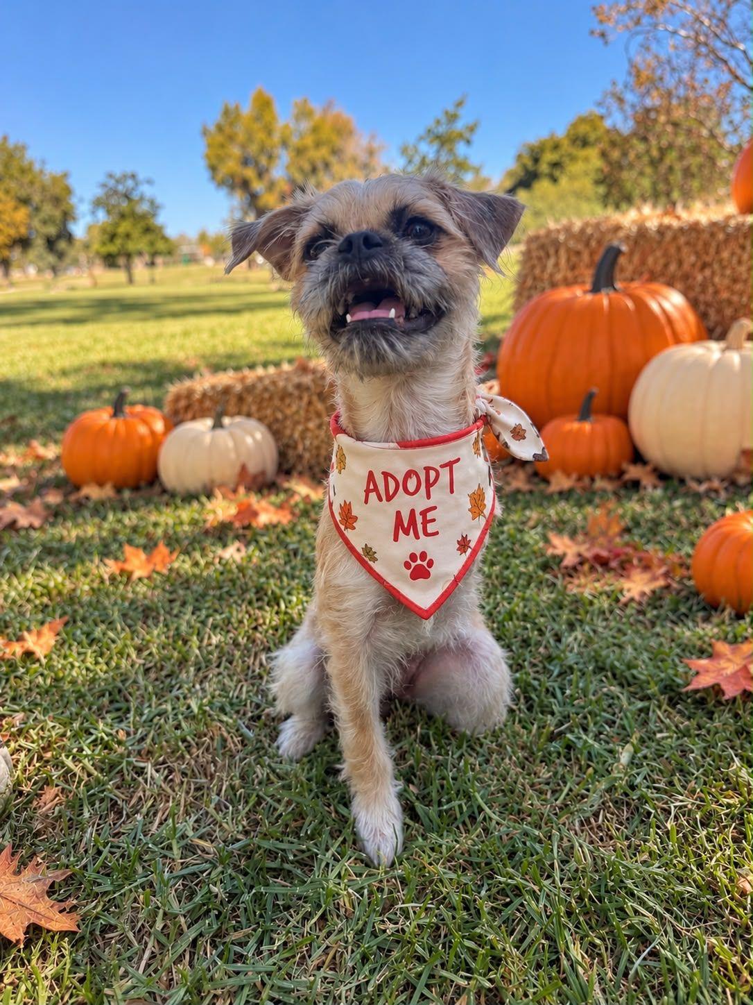 Enlarge Gucci, a Adoptable Brussels Griffon in Los Angeles, CA image 6/6