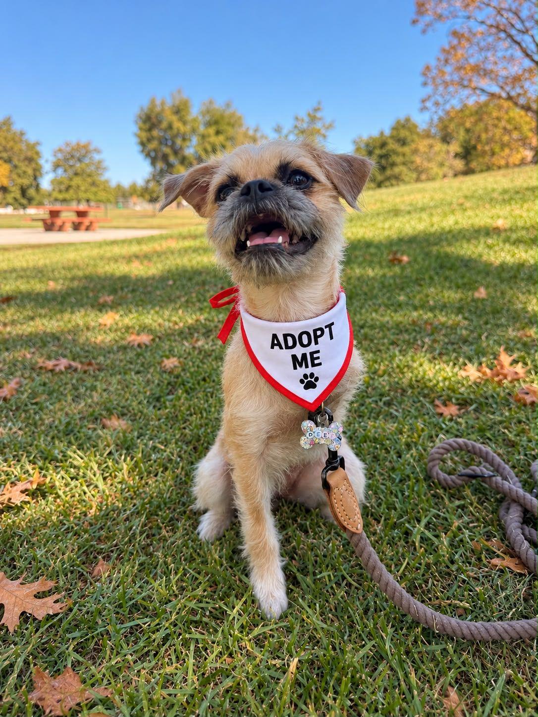 Enlarge Gucci, a Adoptable Brussels Griffon in Los Angeles, CA image 2/6