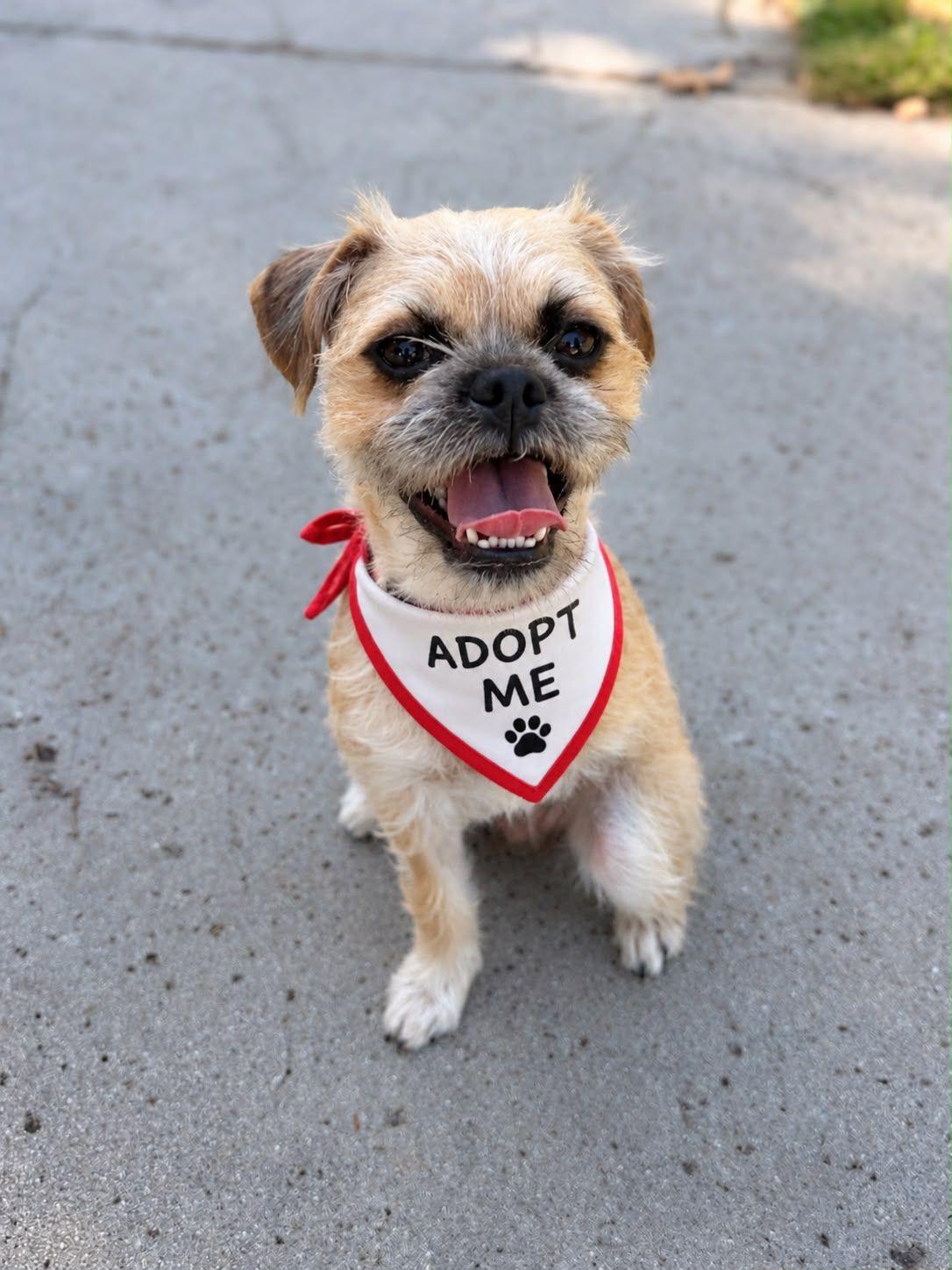 Enlarge Gucci, a Adoptable Brussels Griffon in Los Angeles, CA image 4/6