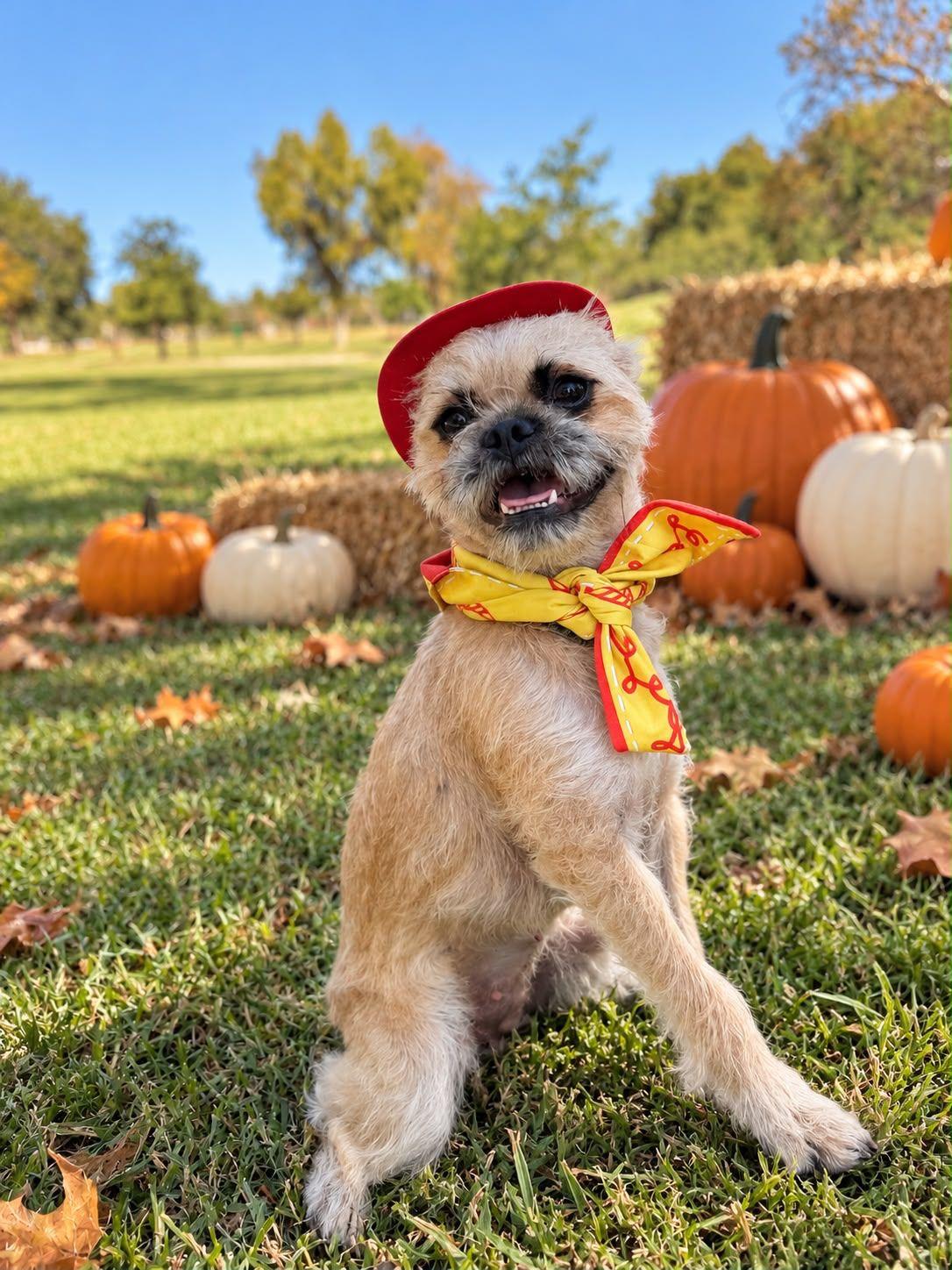 Enlarge Gucci, a Adoptable Brussels Griffon in Los Angeles, CA image 3/6