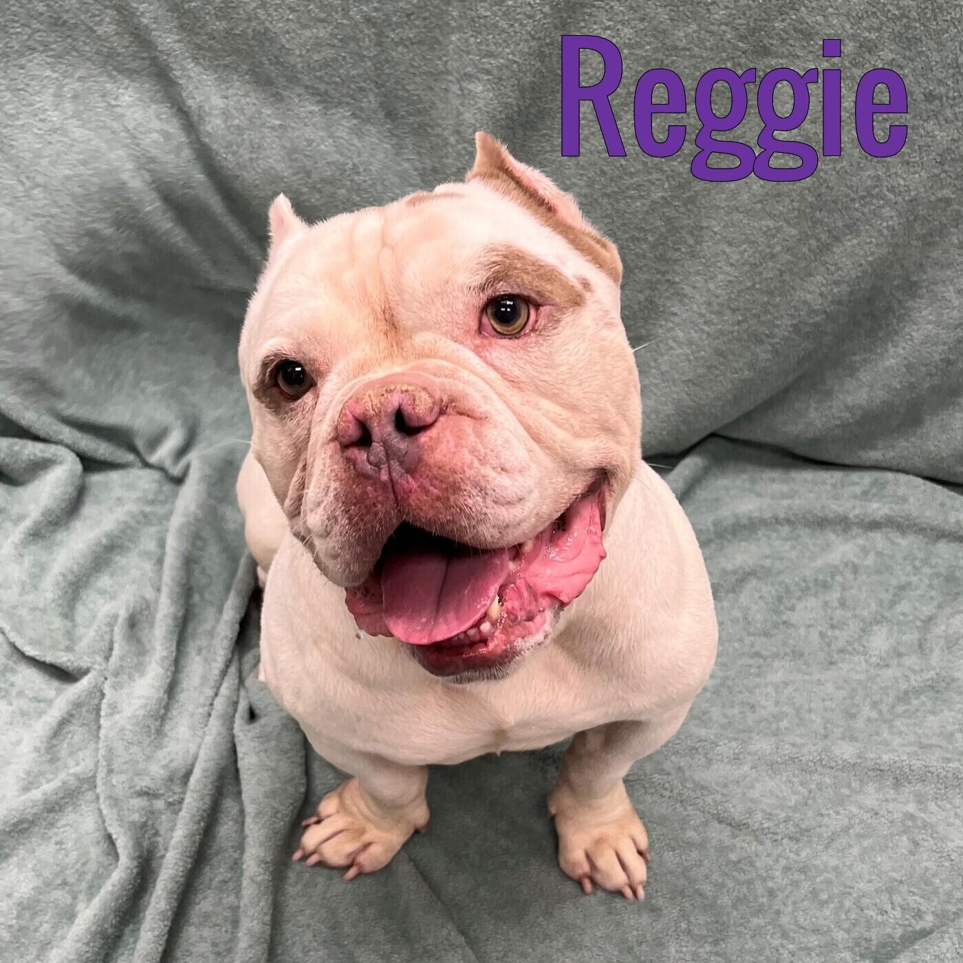 Reggie, ADOPTABLE, Adult Male American Bully.