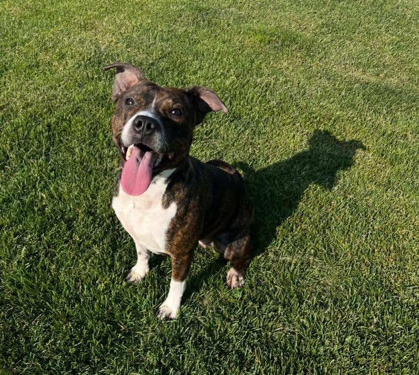 Kandy, adopted, Adult Female Pit Bull Terrier.