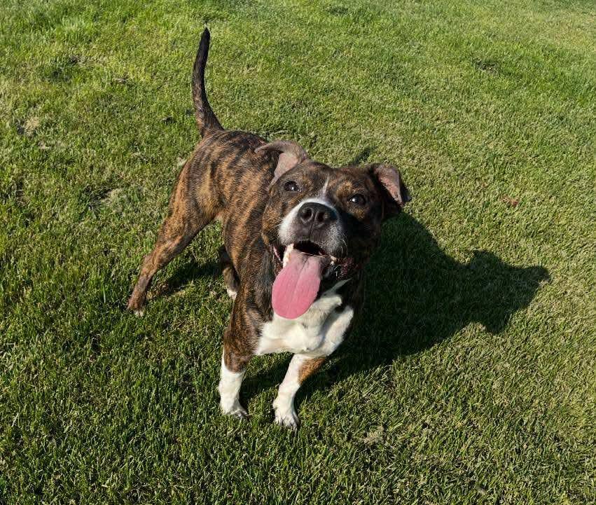 Kandy, an adopted mixed breed in Cicero, IL image 2/2