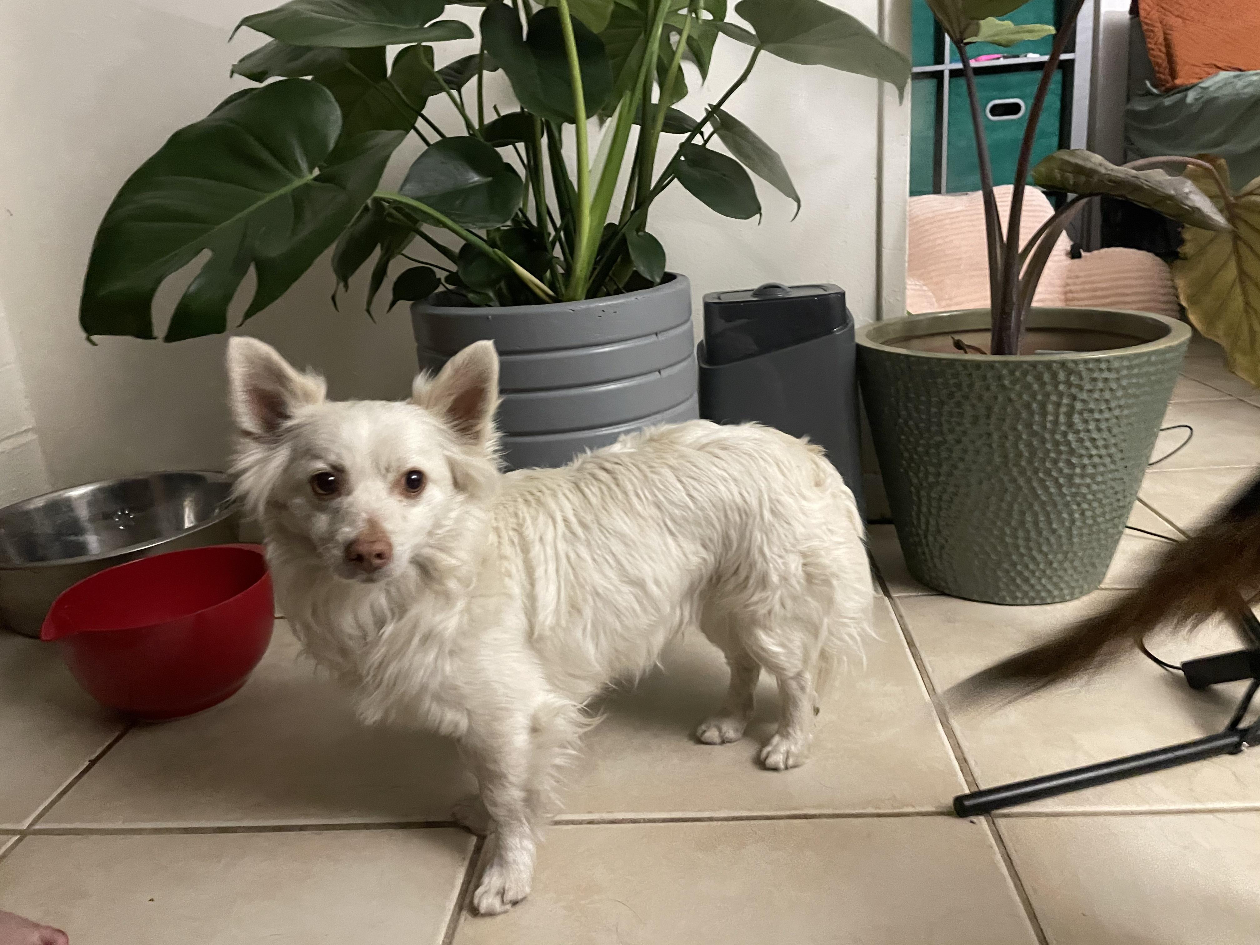 Enlarge Prince, a Adopted mixed breed in Tucson, AZ image 1/1