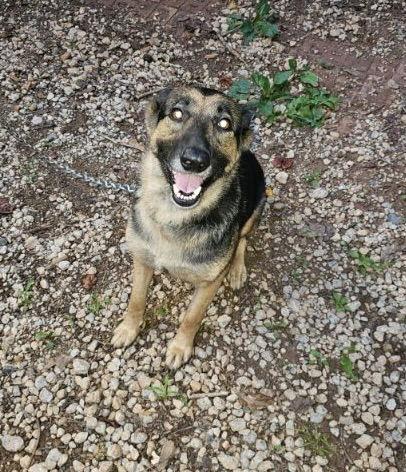 Sweetie, Adoptable, Adult Female German Shepherd Dog.