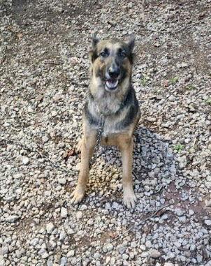 Enlarge Sweetie, a Adoptable German Shepherd Dog in Rocky Point, NC image 2/5