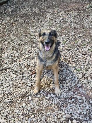 Enlarge Sweetie, a Adoptable German Shepherd Dog in Rocky Point, NC image 3/5