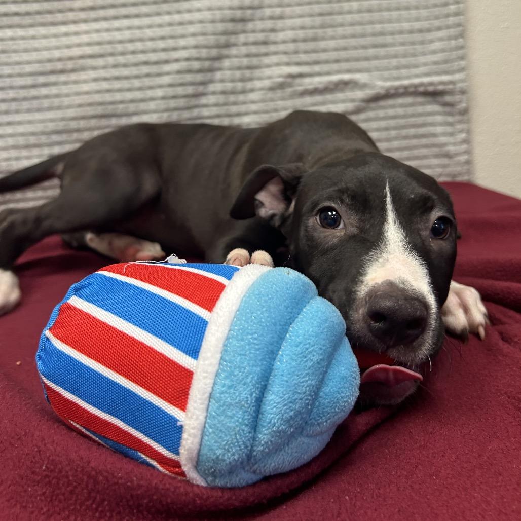 Enlarge Pate, a Adoptable mixed breed in Bryan, TX image 1/6