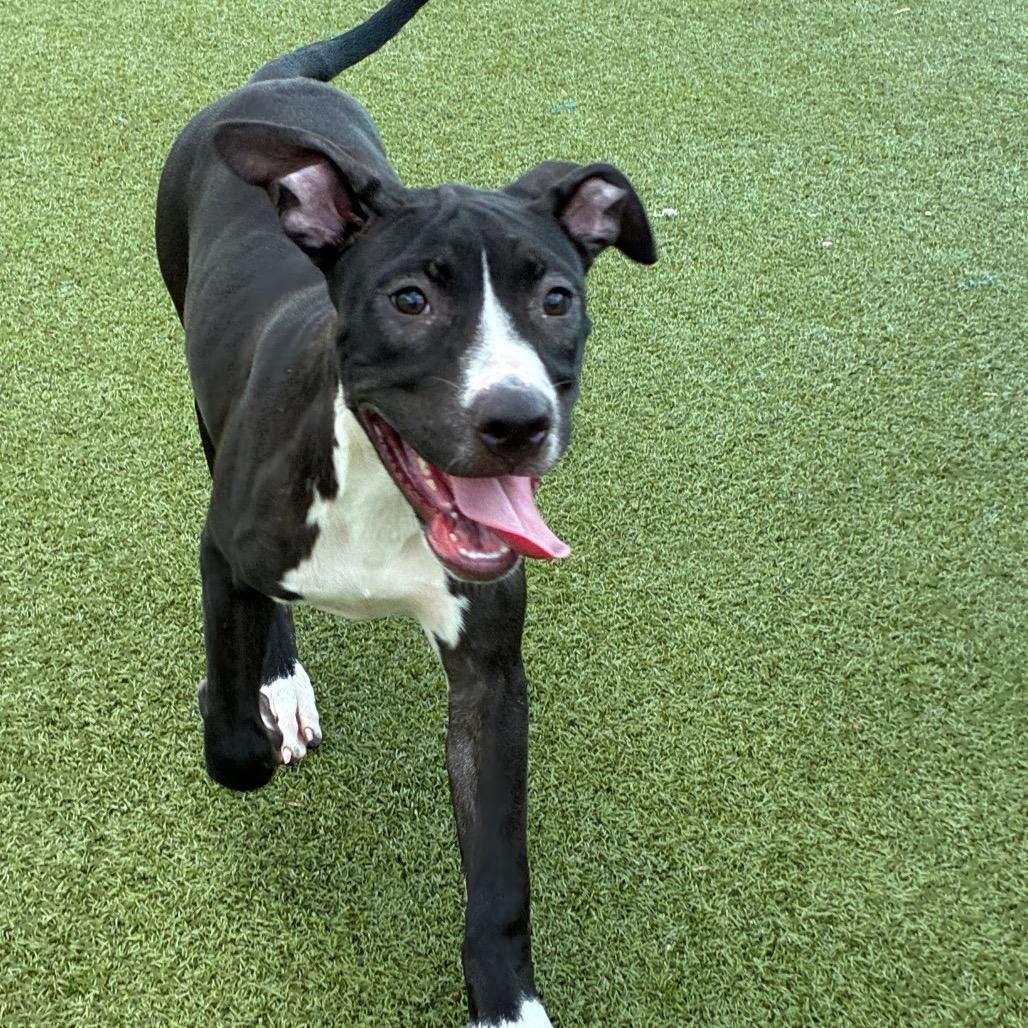 Enlarge Pate, a Adoptable mixed breed in Bryan, TX image 2/6